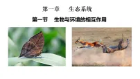 人教版（2024）八年级上册（2024）第一节 生物与环境的相互作用教学演示课件ppt