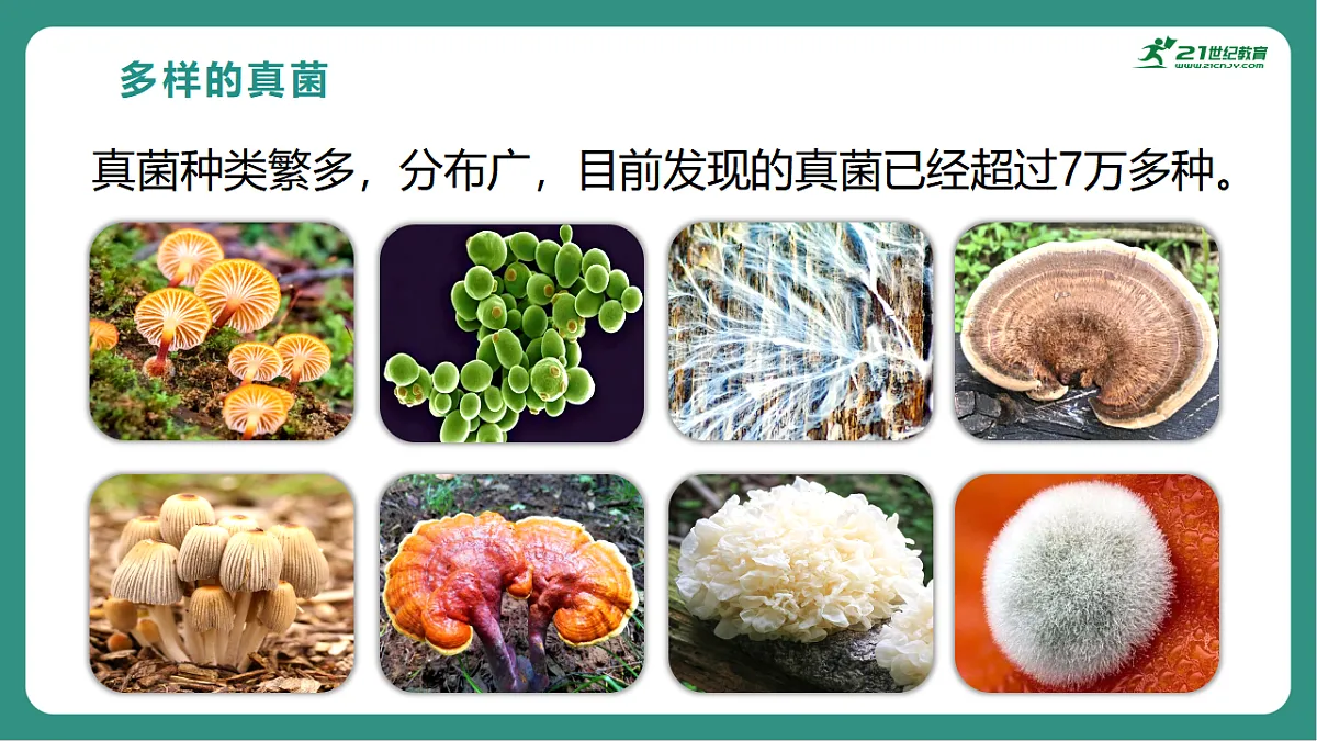 17725743第4页