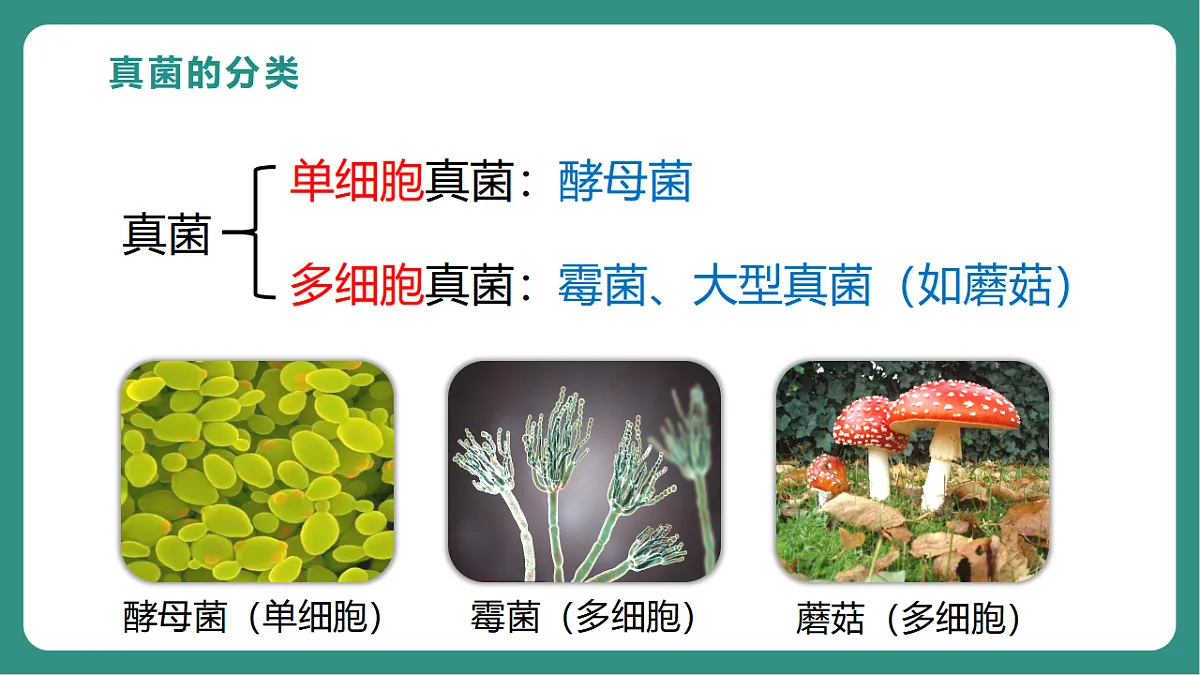 17725743第5页