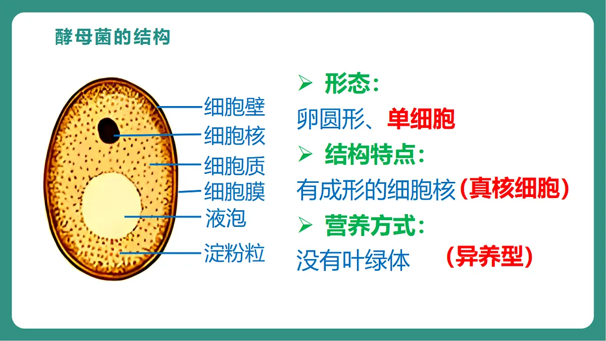 17725743第7页