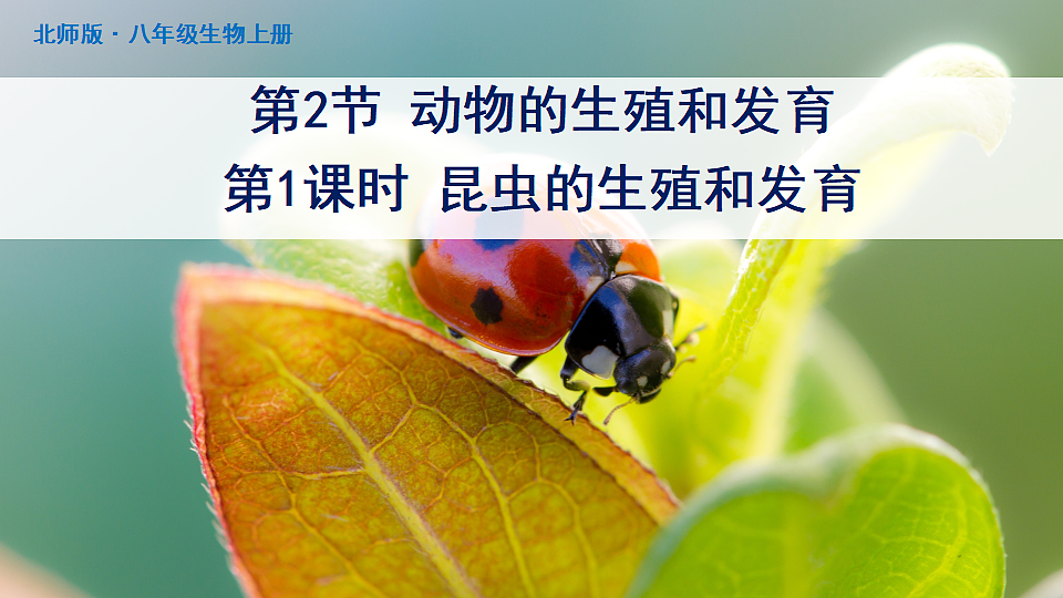 17726951第1页