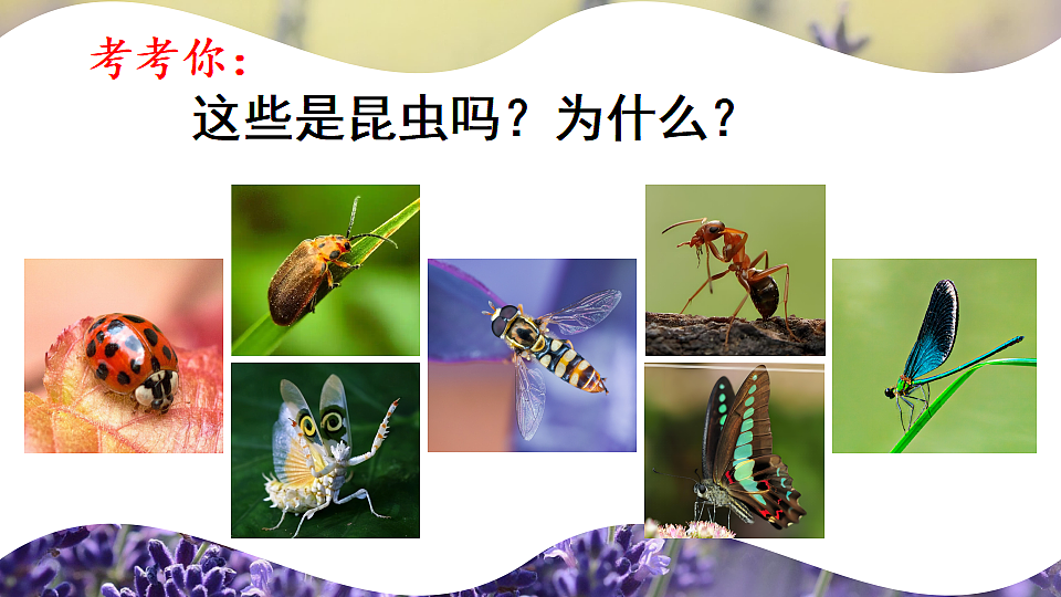 17726951第2页