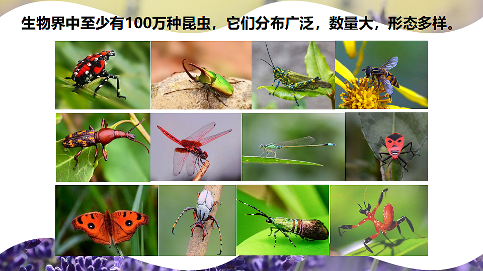 17726951第3页