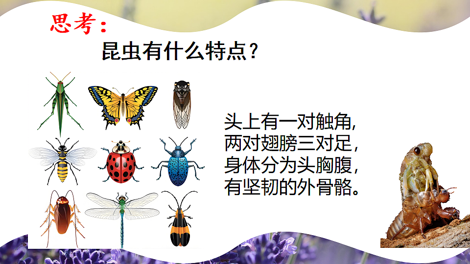 17726951第4页