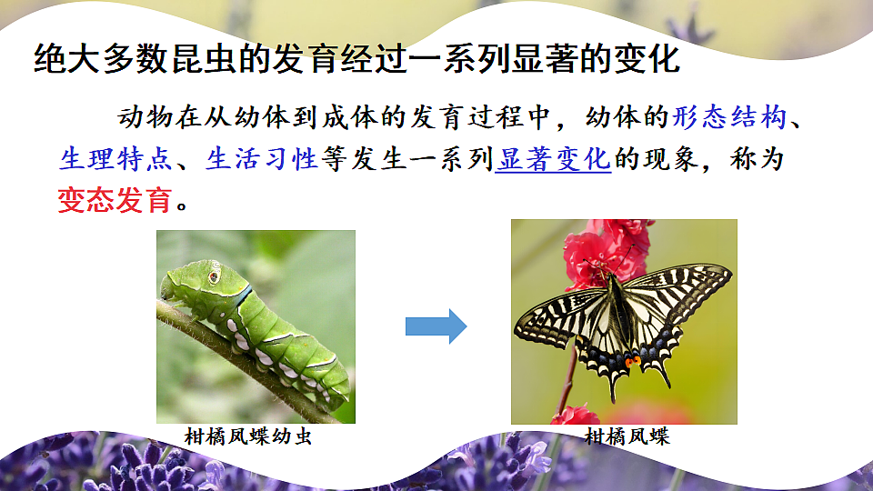 17726951第5页