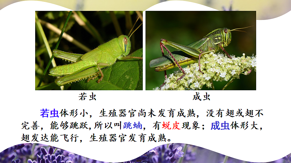 17726951第8页