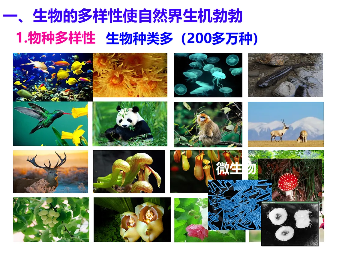 17727882第3页