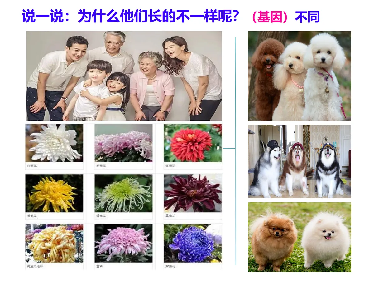 17727882第4页