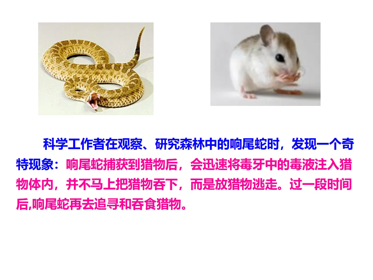 17728266第5页