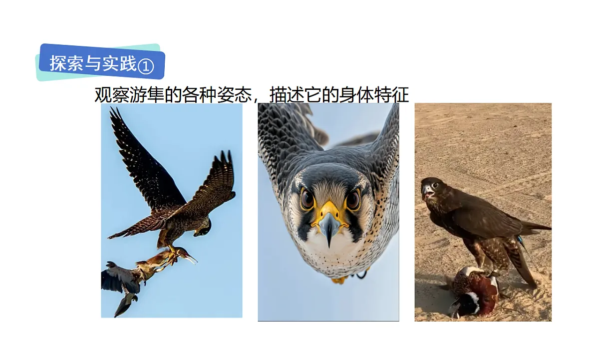 17735077第4页