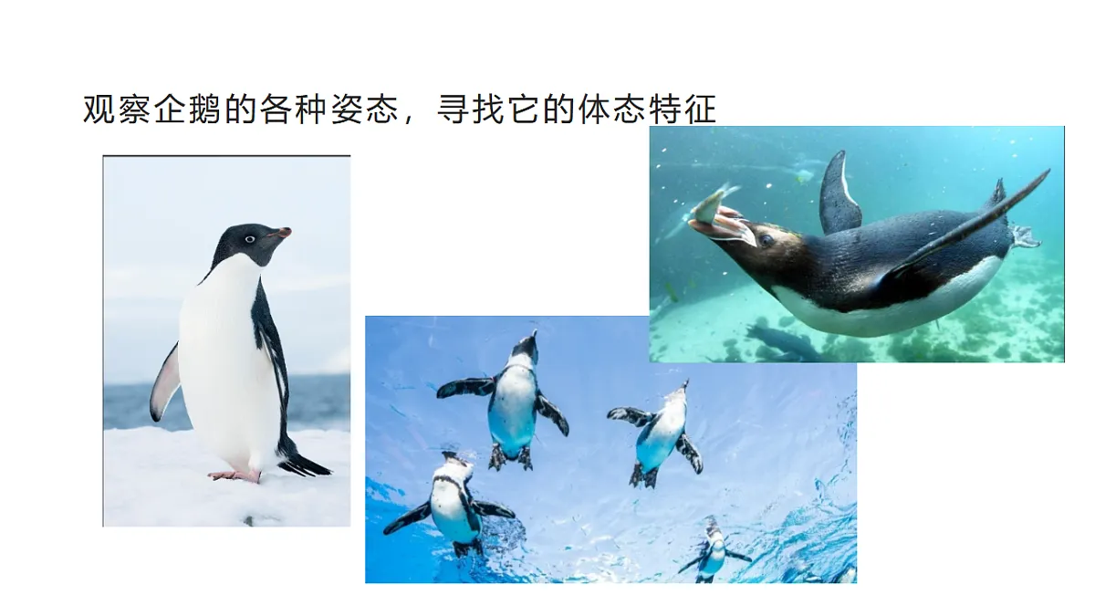 17735077第5页