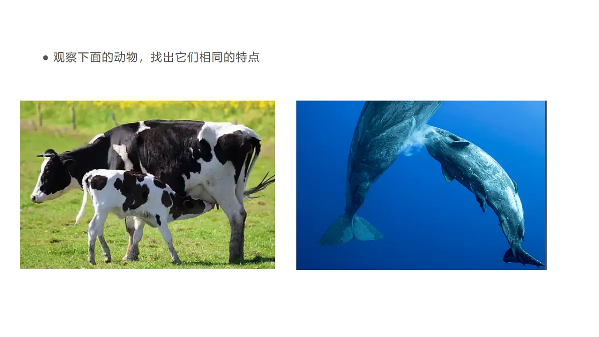 17735079第5页