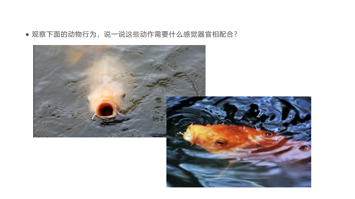 17735124第5页