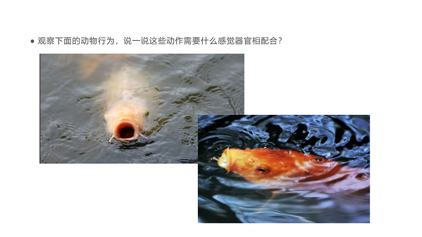17735124第5页