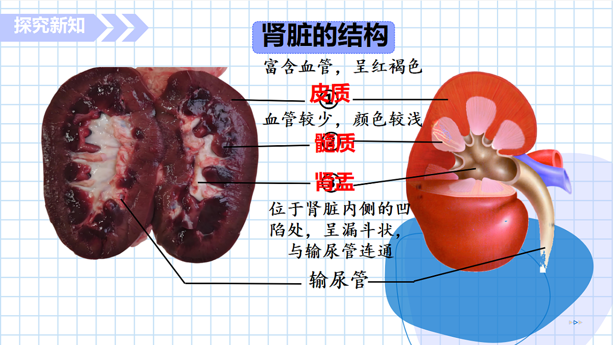 17755138第7页