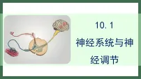 初中生物北师大版(2024)七年级下册(2024)神经系统与神经调节评课课件ppt