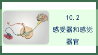 生物感受器和感觉器官图文ppt课件