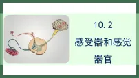 生物感受器和感觉器官图文ppt课件