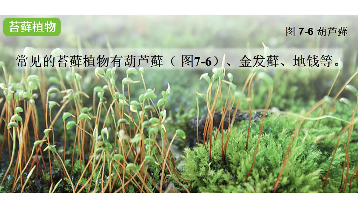 17757563第5页
