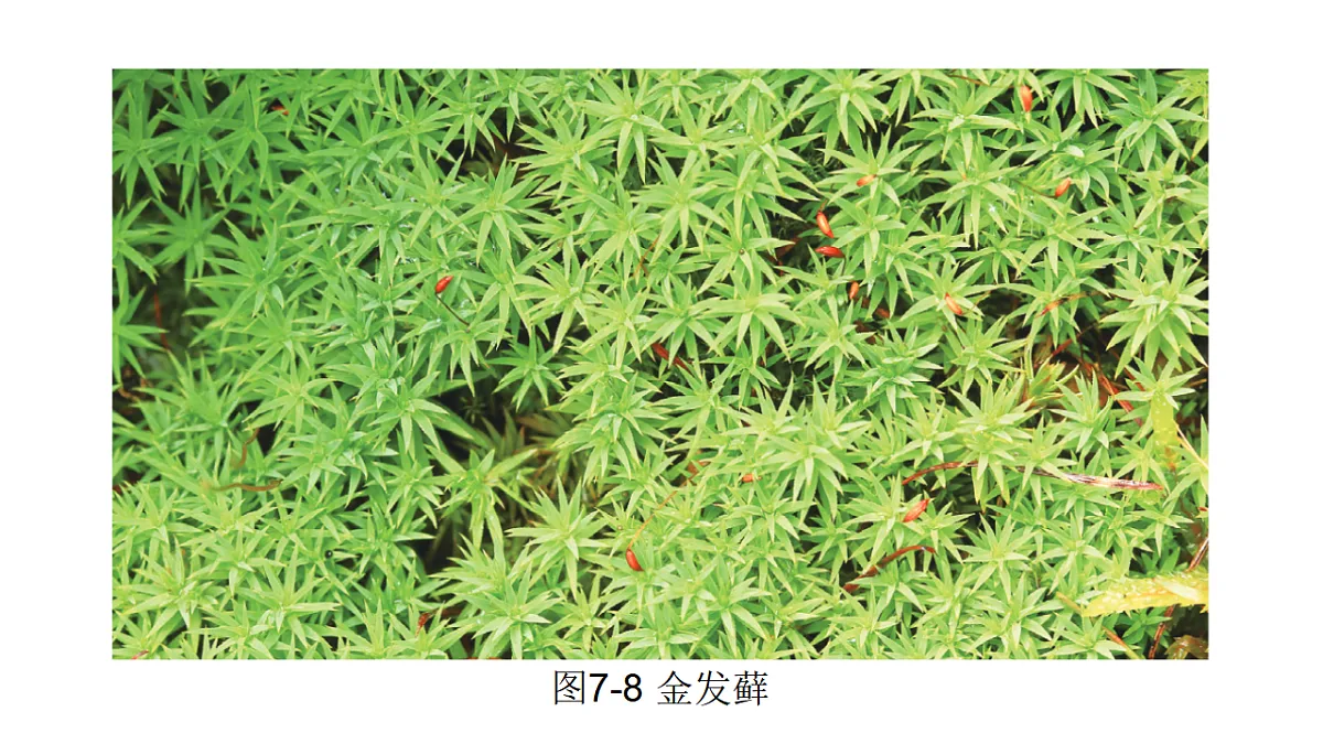 17757563第7页