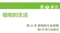 初中生物种子的萌发授课ppt课件