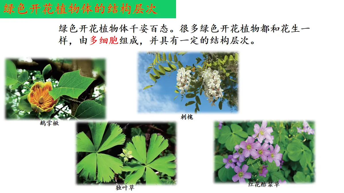 17763352第4页