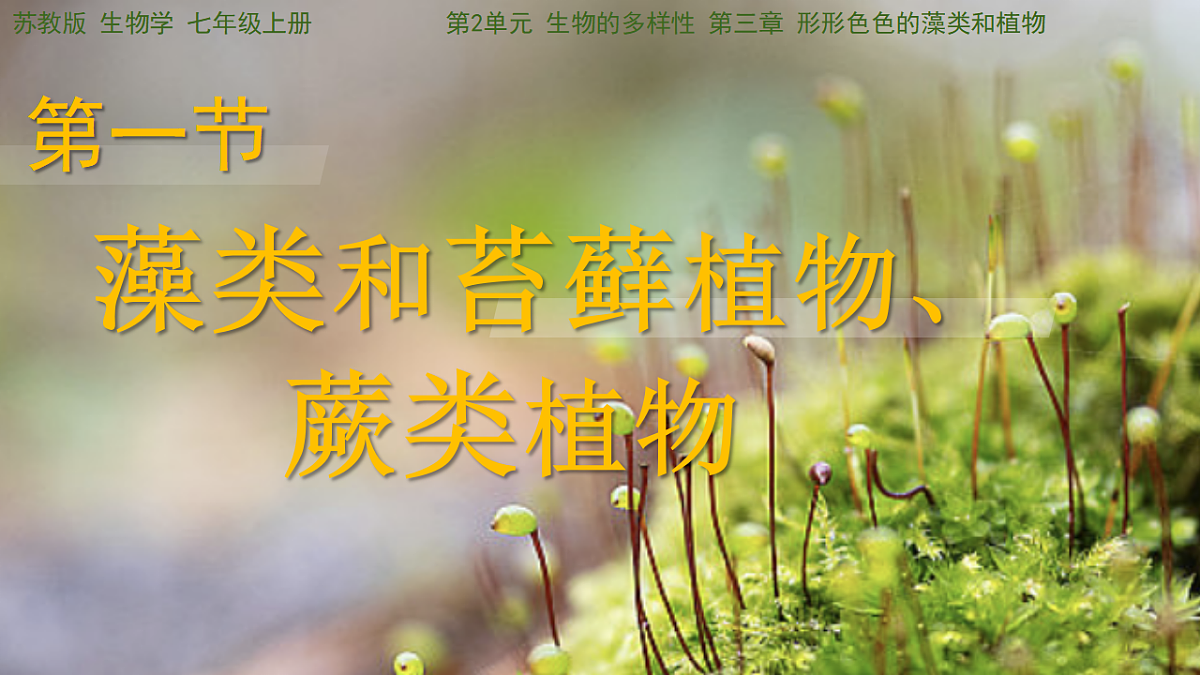 17763377第1页