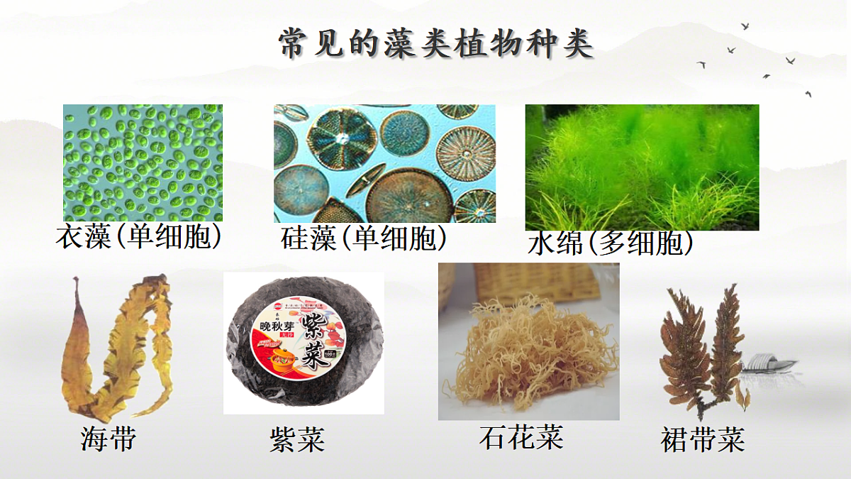 17763379第3页