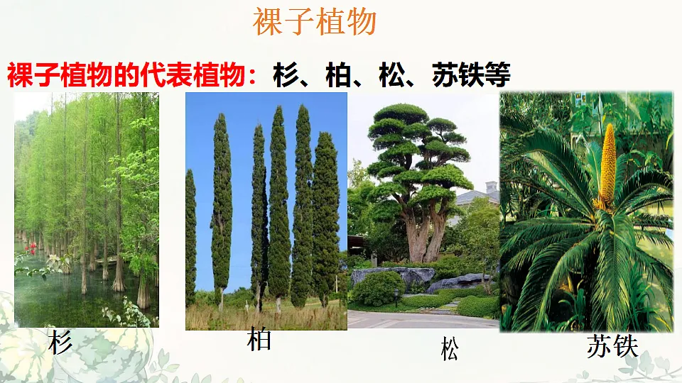 17764742第4页