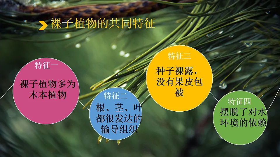 17764742第5页
