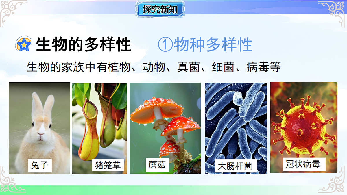 17769731第5页