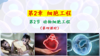 高中生物人教版 (2019)选择性必修3动物细胞工程教课ppt课件