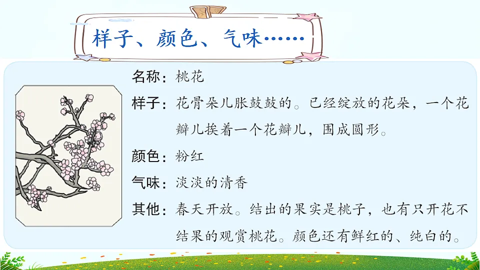 习作 我的植物朋友【上课课件优质版】第5页