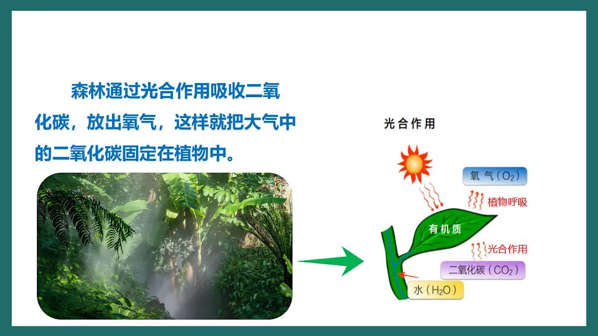 人教版(新课标)地理七下第十章 跨学科主题学习《探寻热带雨林的固碳功能》课件第6页