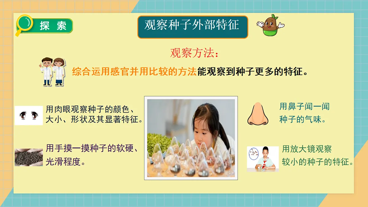 1.1《种子里孕育着新生命》课件第4页