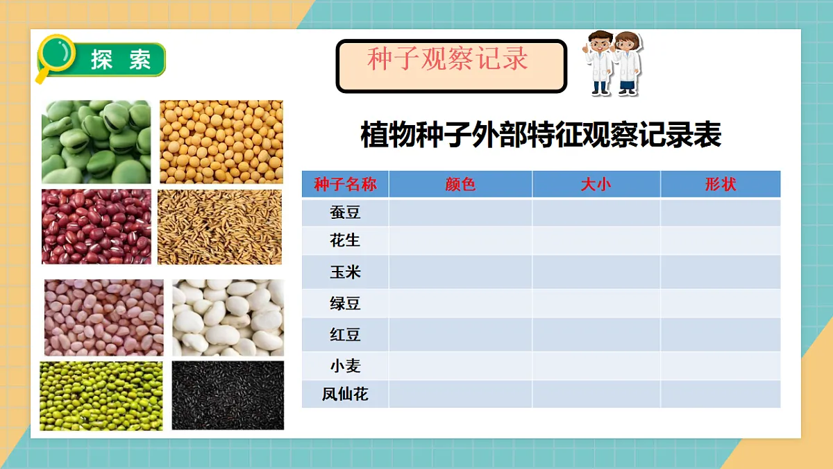 1.1《种子里孕育着新生命》课件第6页