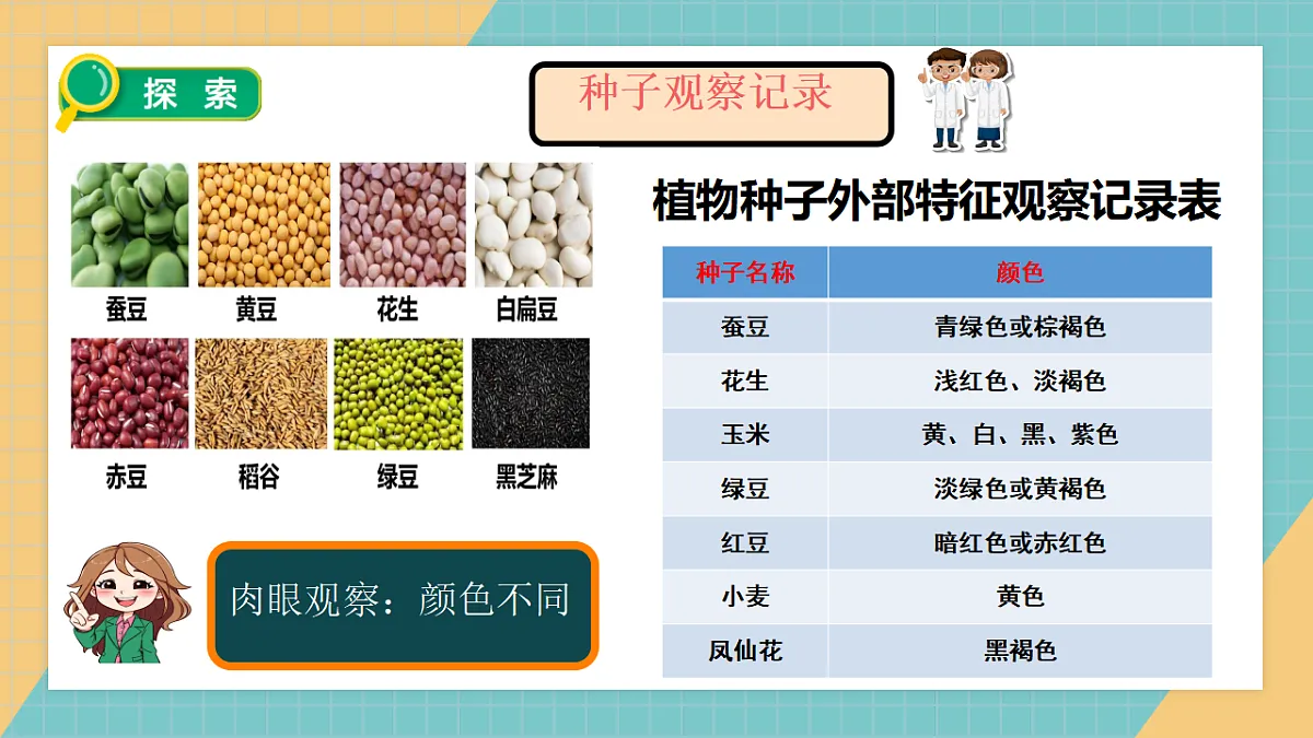 1.1《种子里孕育着新生命》课件第7页