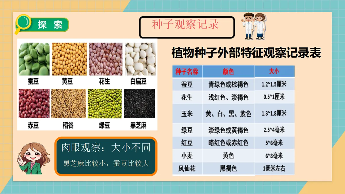 1.1《种子里孕育着新生命》课件第8页