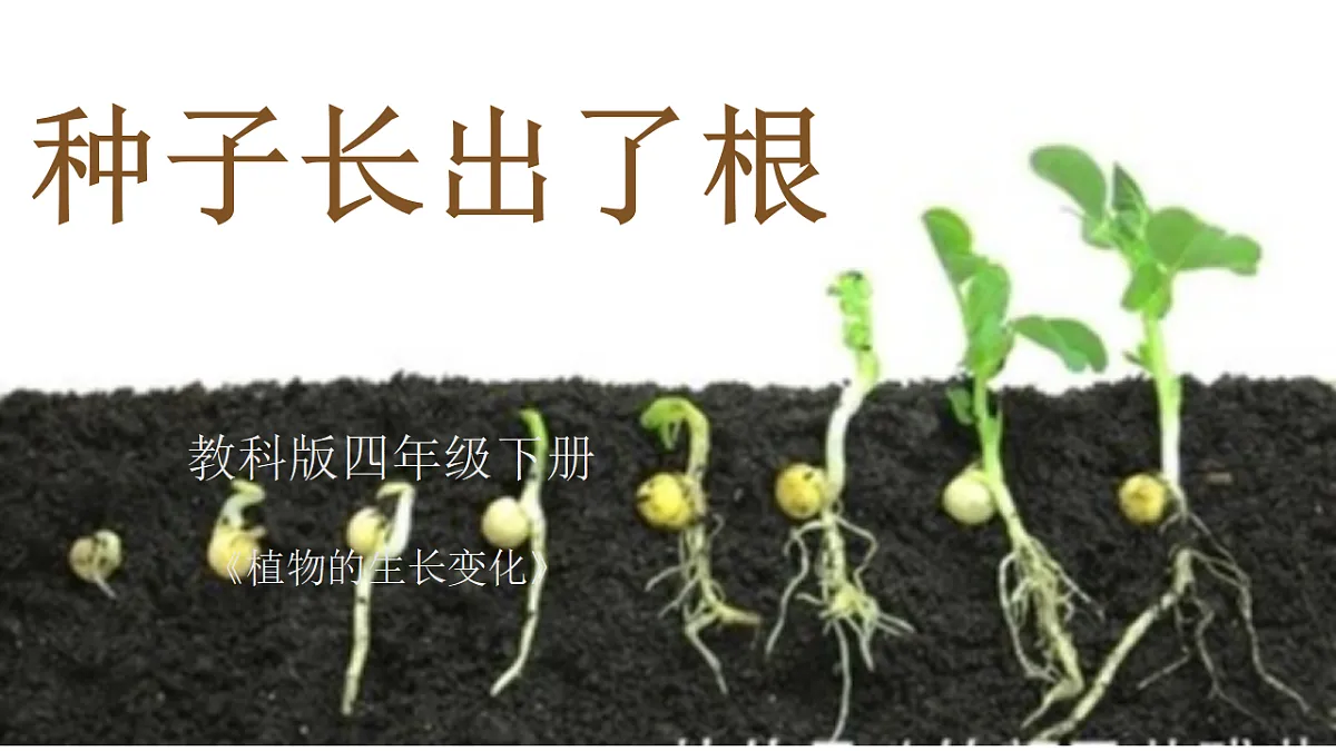 1.3《种子长出了根》课件+实验视频第1页