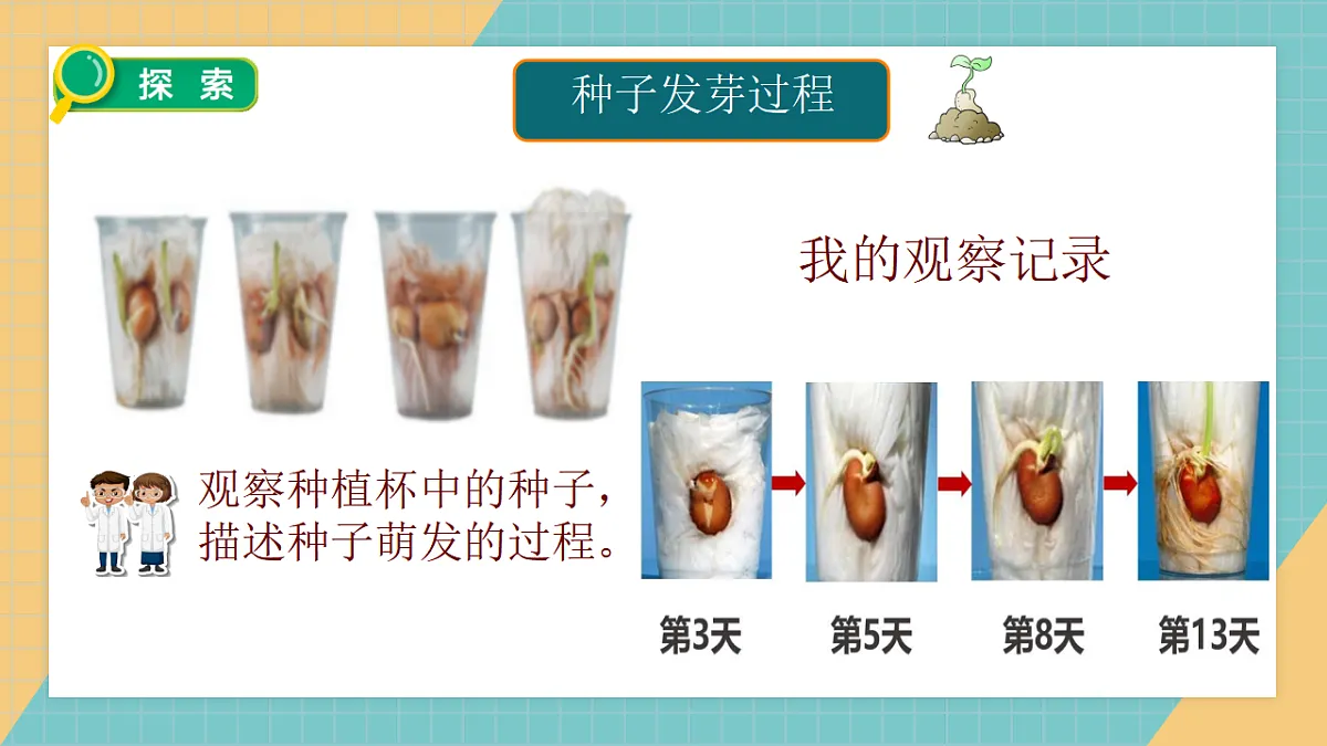 1.3《种子长出了根》课件+实验视频第3页