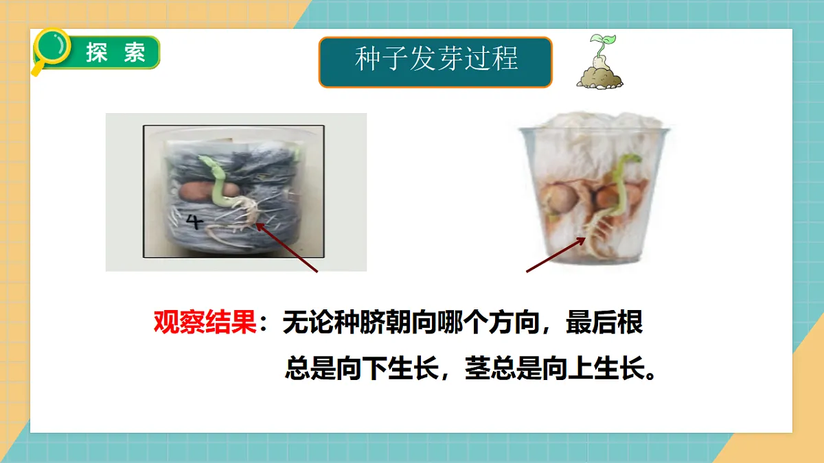 1.3《种子长出了根》课件+实验视频第5页