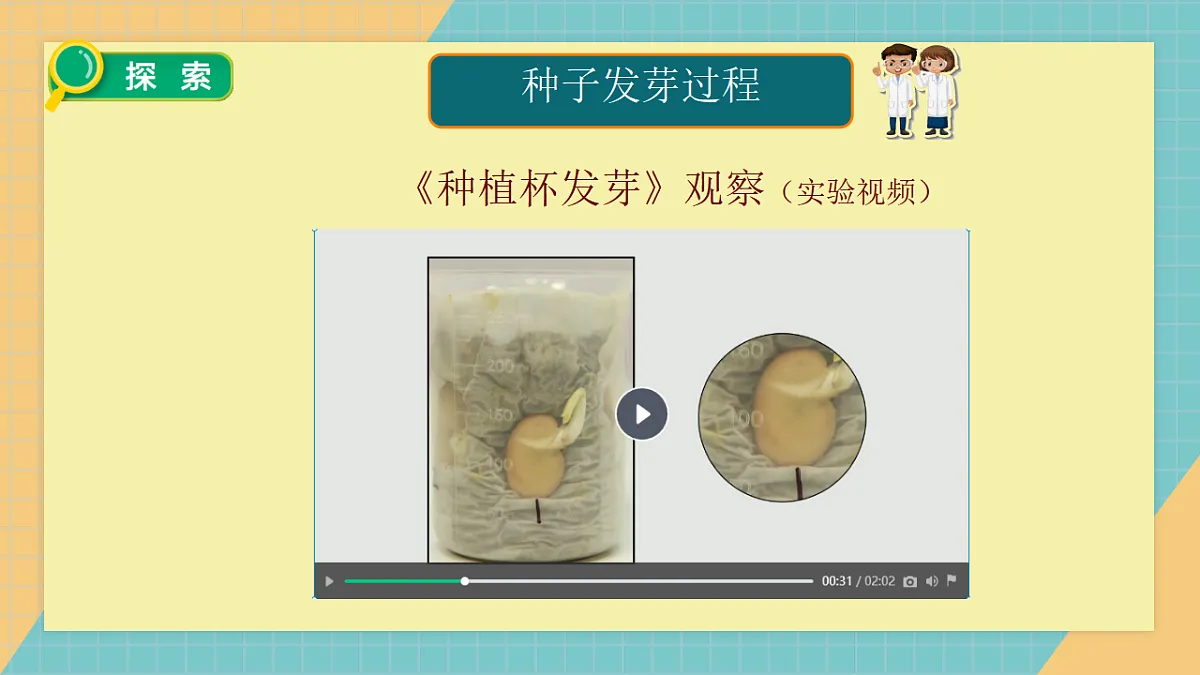 1.3《种子长出了根》课件+实验视频第7页