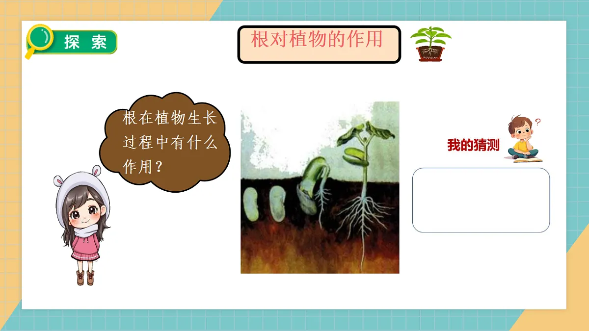 1.3《种子长出了根》课件+实验视频第8页