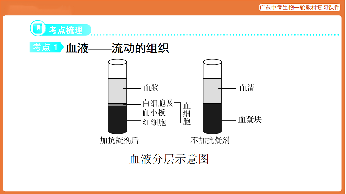 第一部分 主题五 第13讲 人体内物质的运输-课件 2026年广东中考生物一轮复习(含答案解析)第3页