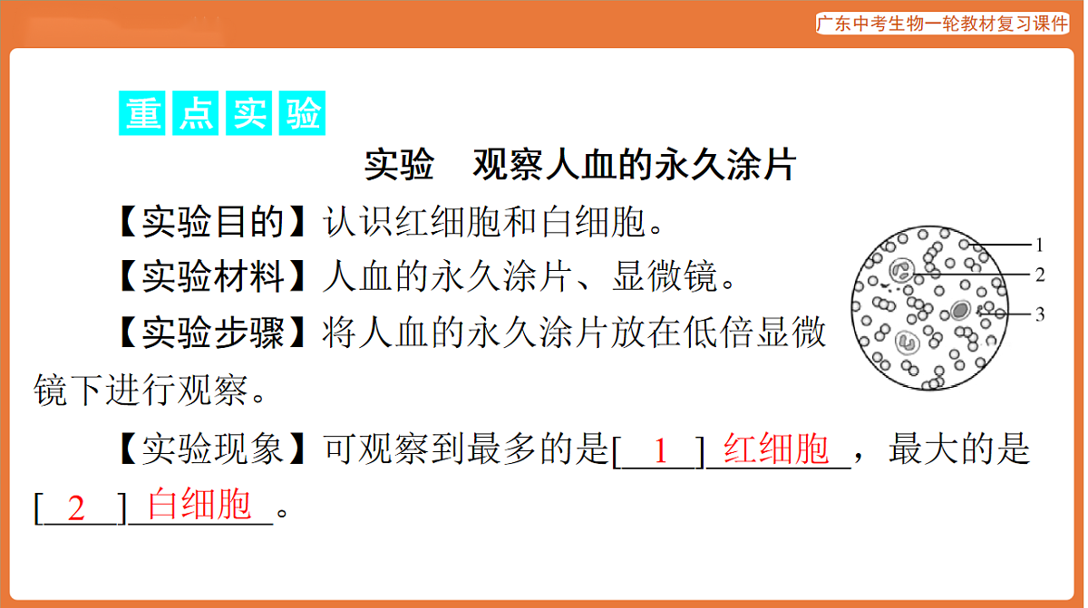 第一部分 主题五 第13讲 人体内物质的运输-课件 2026年广东中考生物一轮复习(含答案解析)第8页