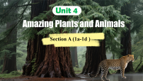 英语Unit 4 Amazing Plants and Animals Section A 1a-1d集体备课课件ppt