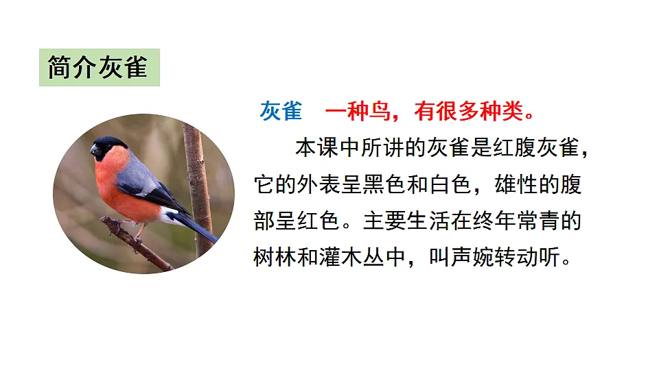 20 灰雀 课件2025-2026学年度统编版语文三年级下册第3页