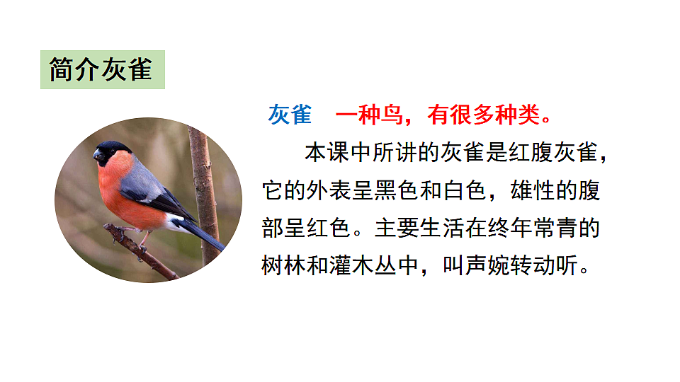 20 灰雀 课件2025-2026学年度统编版语文三年级下册第3页
