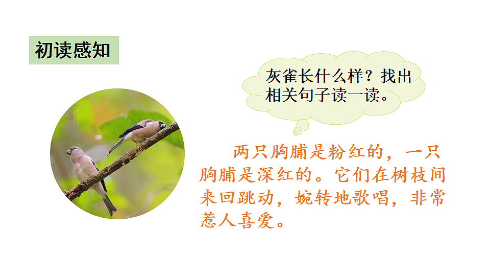 20 灰雀 课件2025-2026学年度统编版语文三年级下册第7页