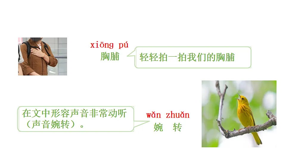 20 灰雀 课件2025-2026学年度统编版语文三年级下册第8页